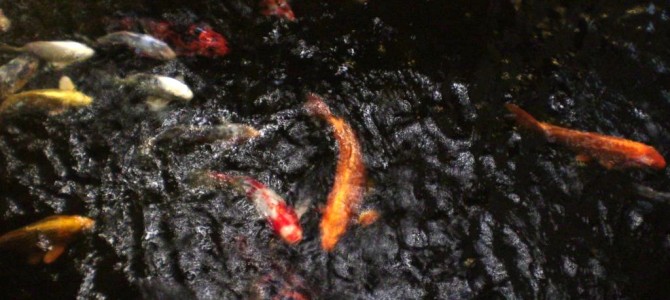 Scatola Musa Scatola Musa