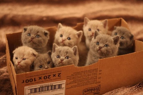 Se ti senti giù ecco, prendi una scatola di gattini. (da: cheezburger.com)
