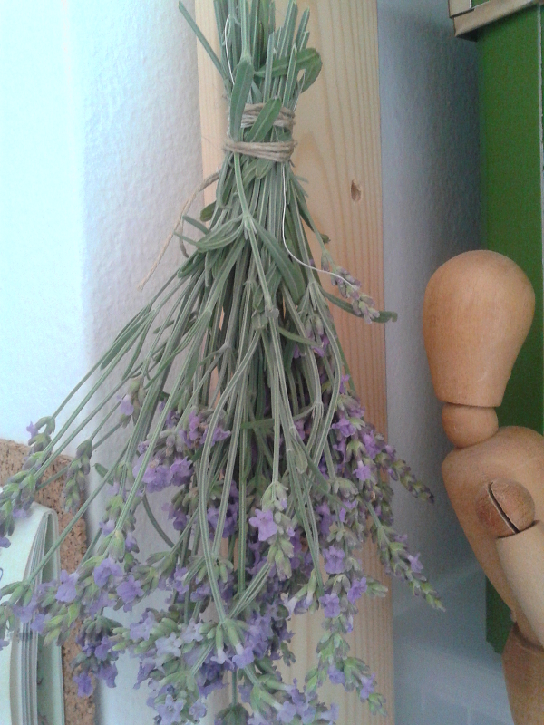 lavanda1