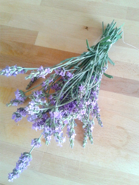 lavanda2