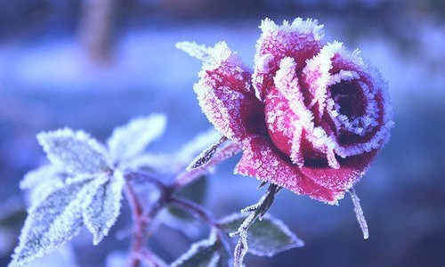 Cabin Fever a (not so silly) survival guide