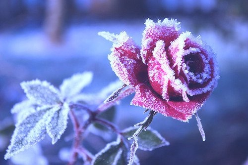 frozen rose rosa brina