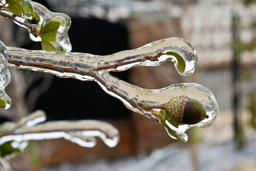 acorn ice ghianda ghiaccio