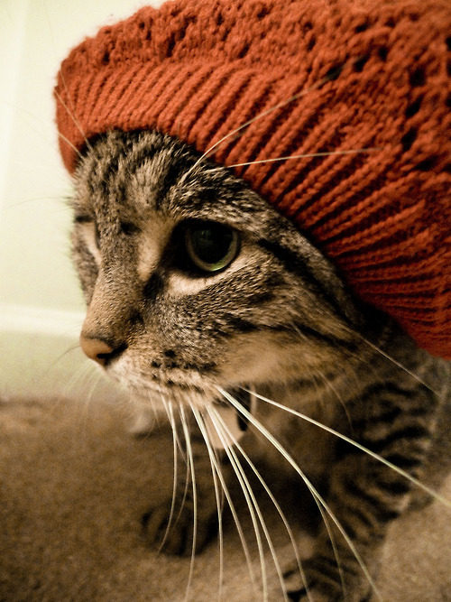 cat beanie tabby soriano cuffia cappellino
