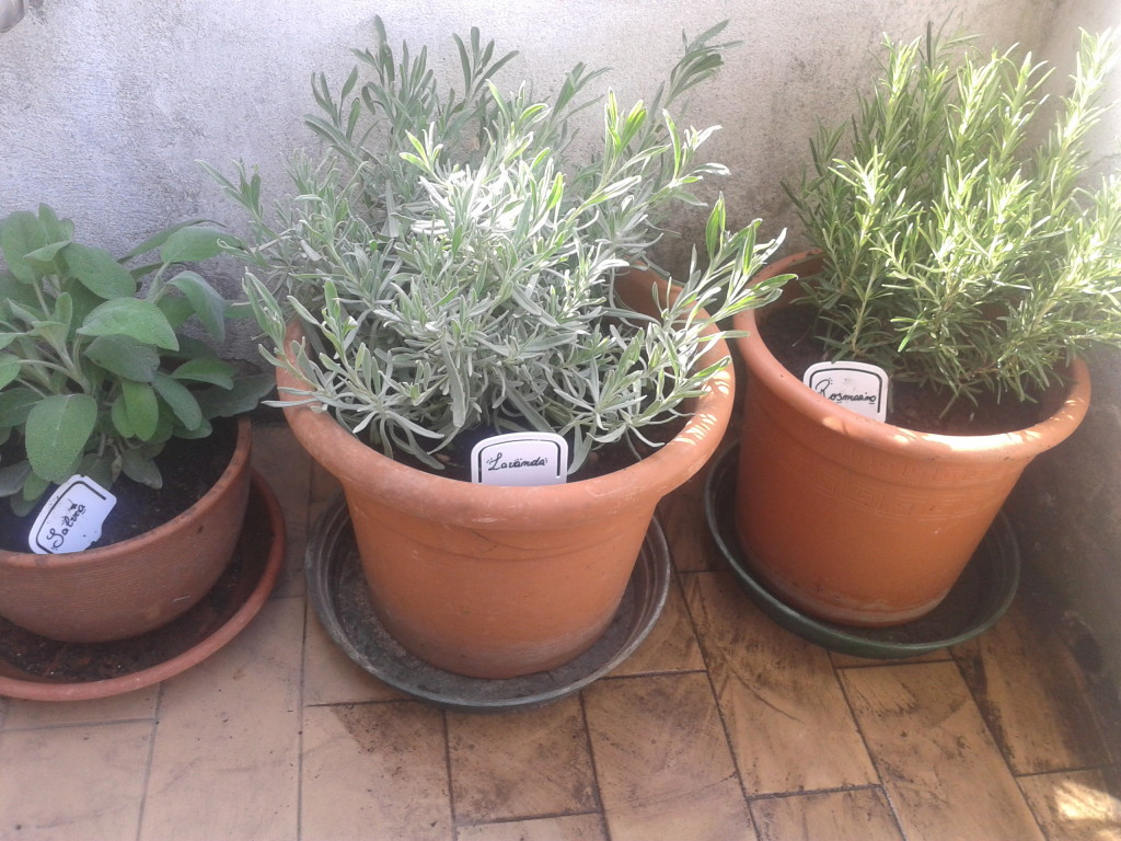 potted garden giardino pensile