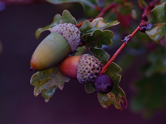 acorns