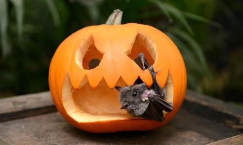 Musa’s pumpkin