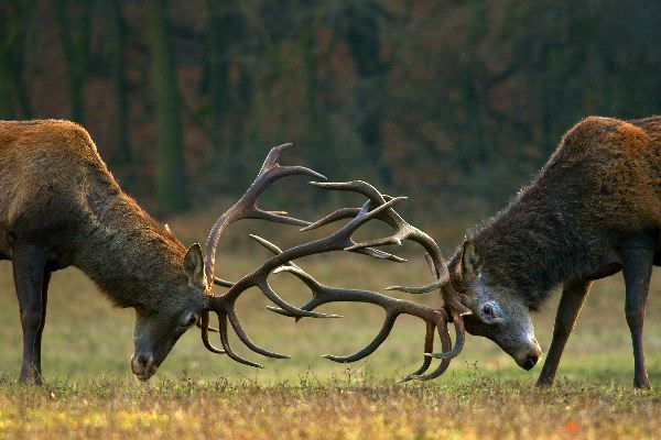 Red_Deers_Fighting_600