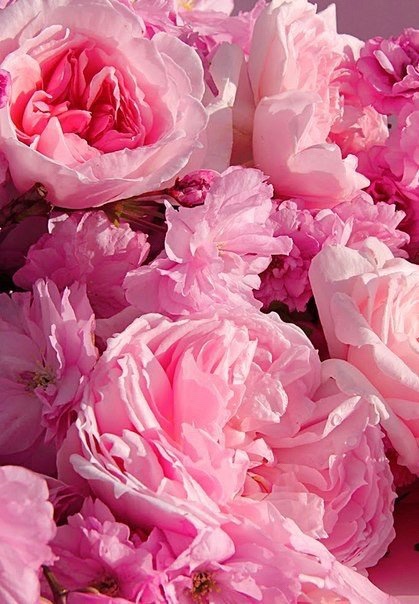 peonie