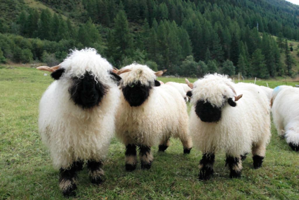 RL Shaun The Sheep (by Niels Kuppens)