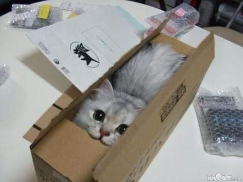 Scatola MusaMusa's Box