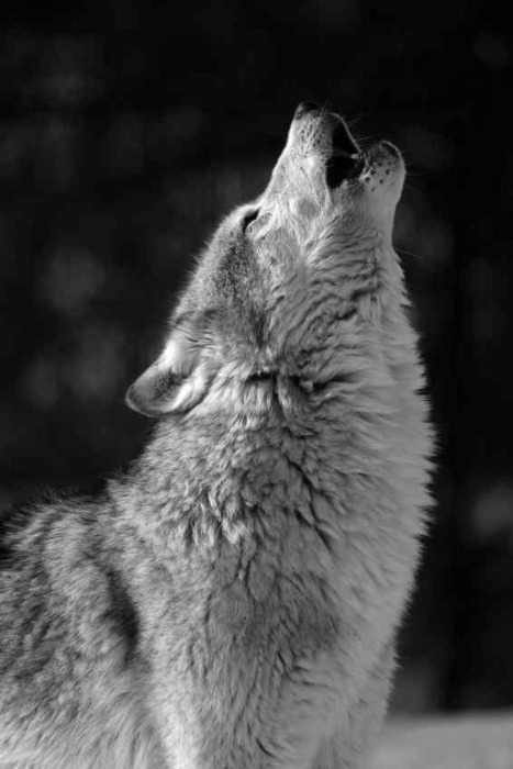 Donne che corrono coi lupi - RecensioneWomen who run with the wolves - Review