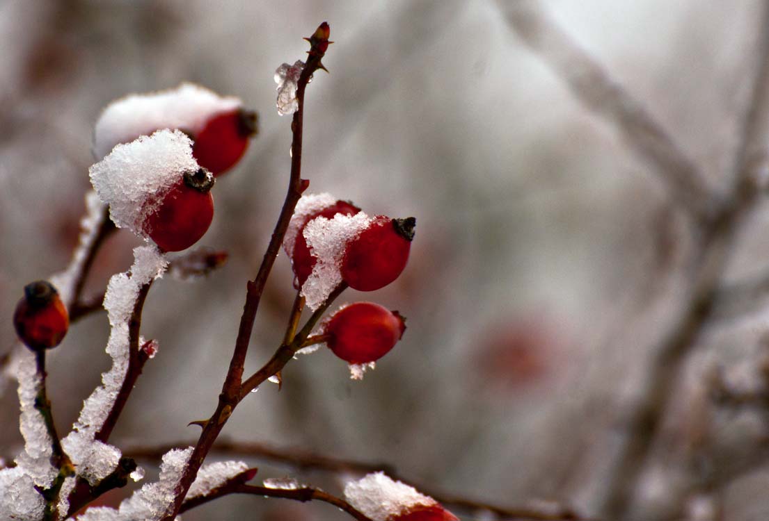 rose hips drupe snow winter frozen inverno neve brina
